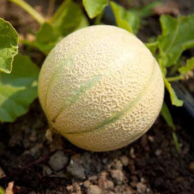 Round melon ripening on the ground
