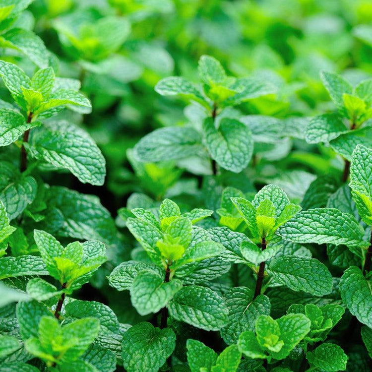 Dense patch of fresh green mint
