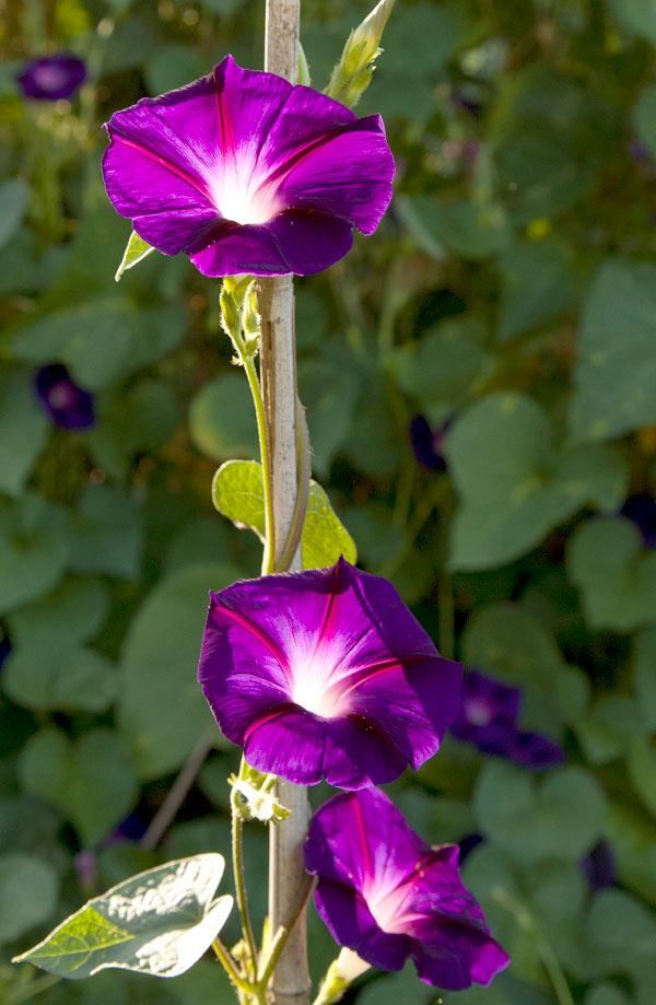 Purple morning glory flowers on a vine