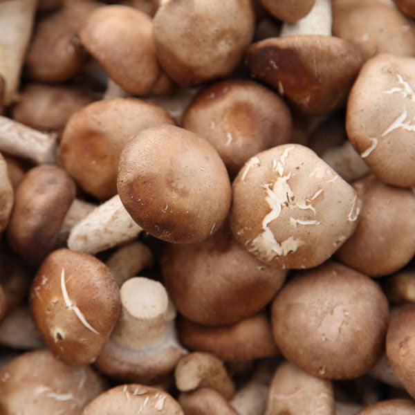 Pile of brown mushrooms
