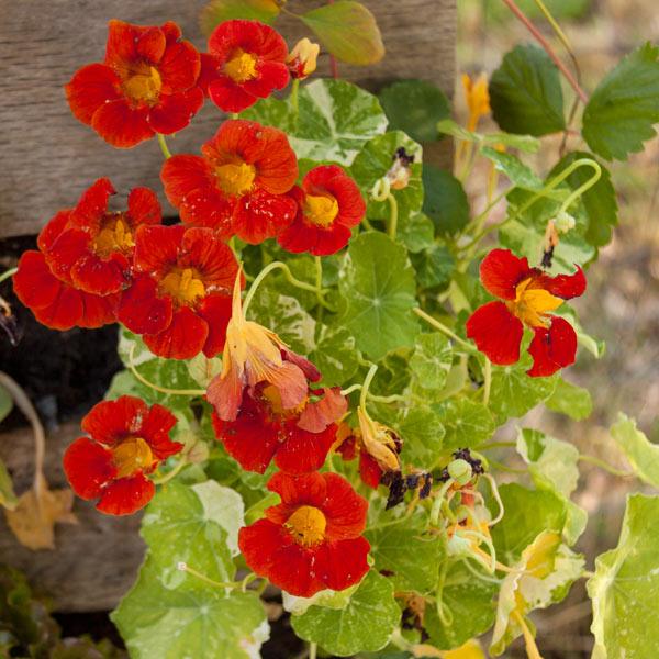 Red and orange nasturtium flowers