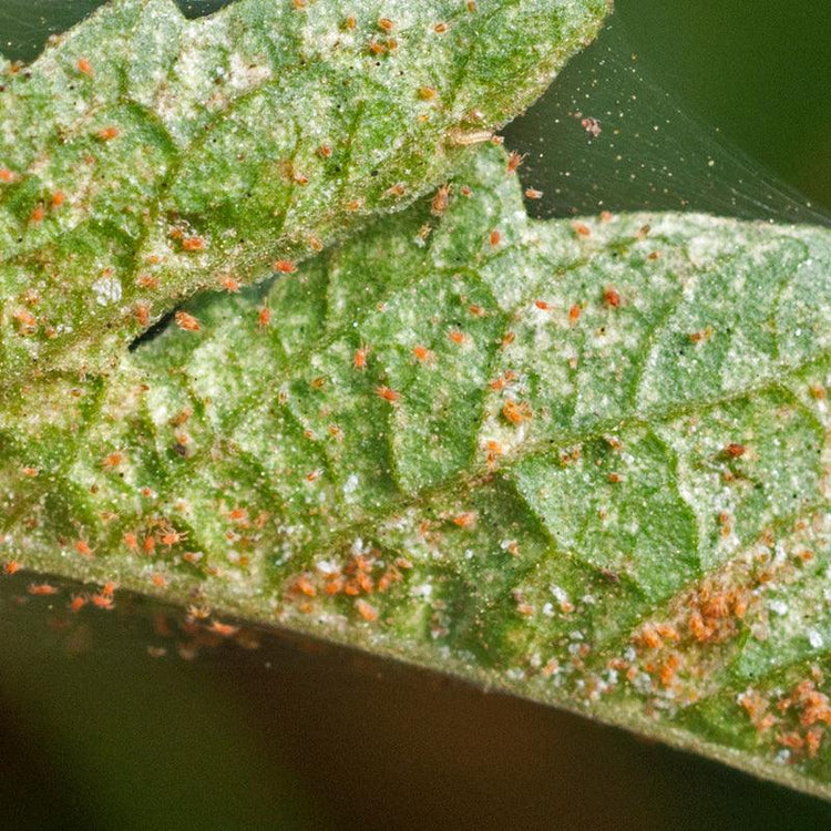 Tiny mites and pale stippling on a green leaf