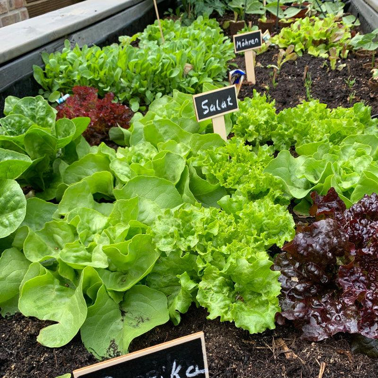 Assorted lettuce growing in a garden bed