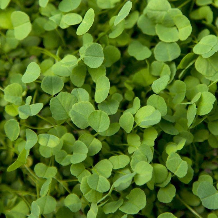 Dense leafy alfalfa green manure