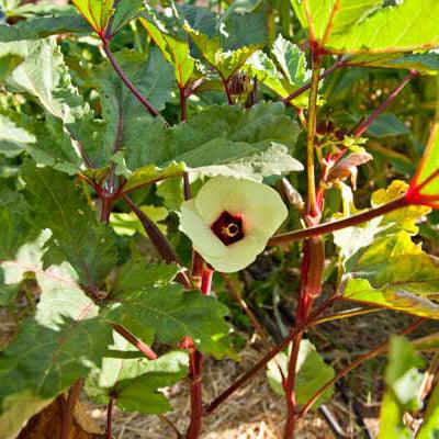 Okra pod and flower on the plant