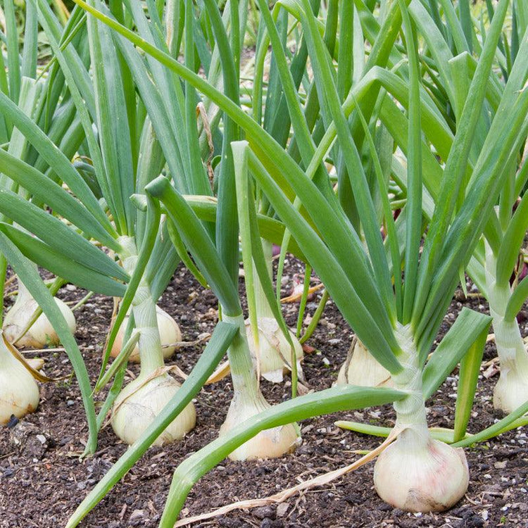 Onions growing in a garden row