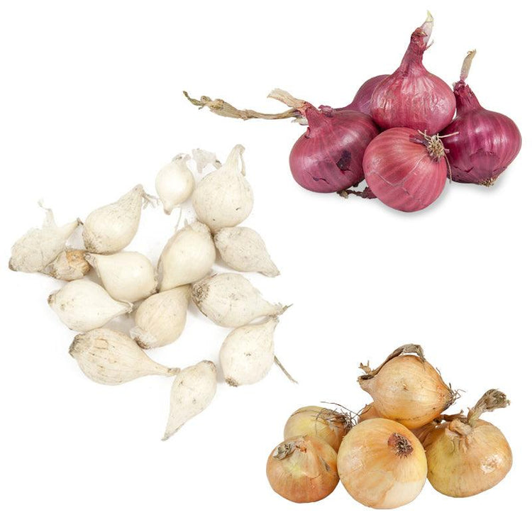 White, red, and yellow onion sets