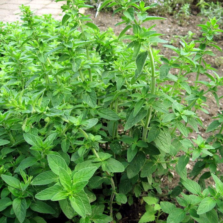 Fresh green oregano plants