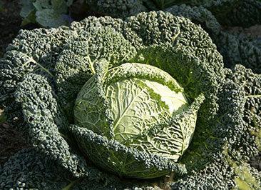 Large crinkled green cabbage head