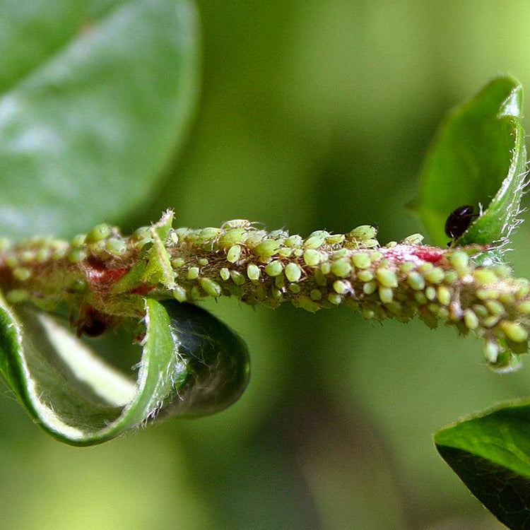 Aphids clustered on a curled green leaf