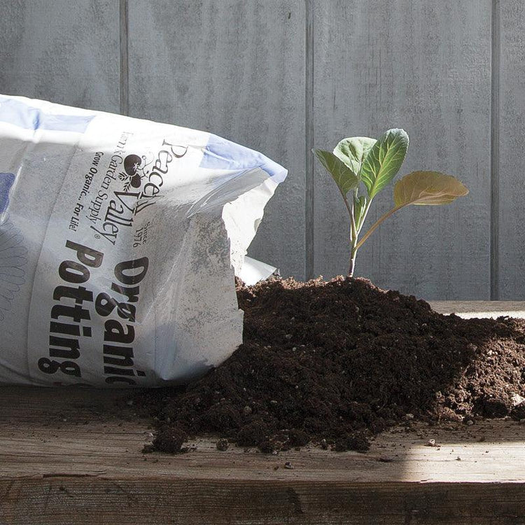 Potting soil spilling from a bag beside a seedling
