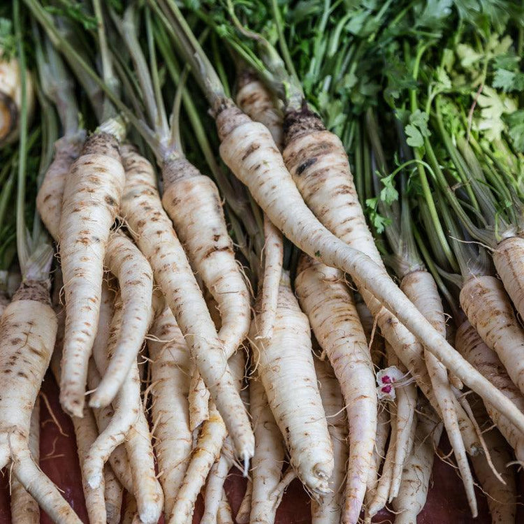 Freshly harvested parsnips with leafy tops