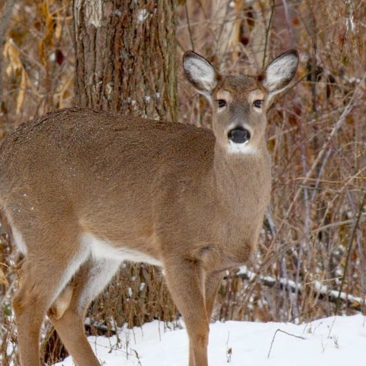 Deer standing near a wooden fence