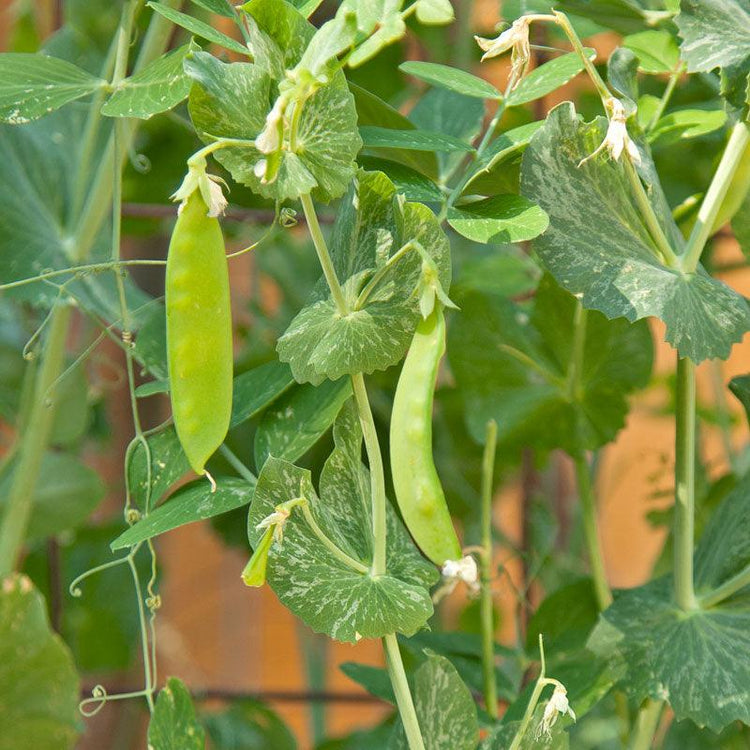 Green pea pods hanging on vines