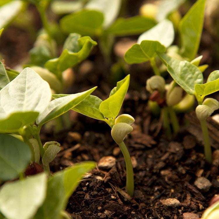 Young cover-crop seedlings emerging from soil