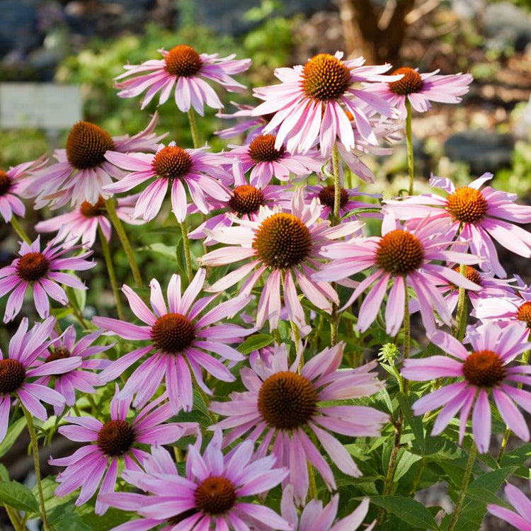 Pink coneflowers blooming in a garden