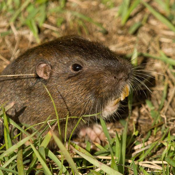 Brown rodent sitting in grass
