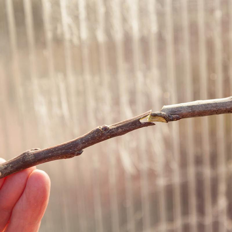 Grafting knife cutting into a woody stem
