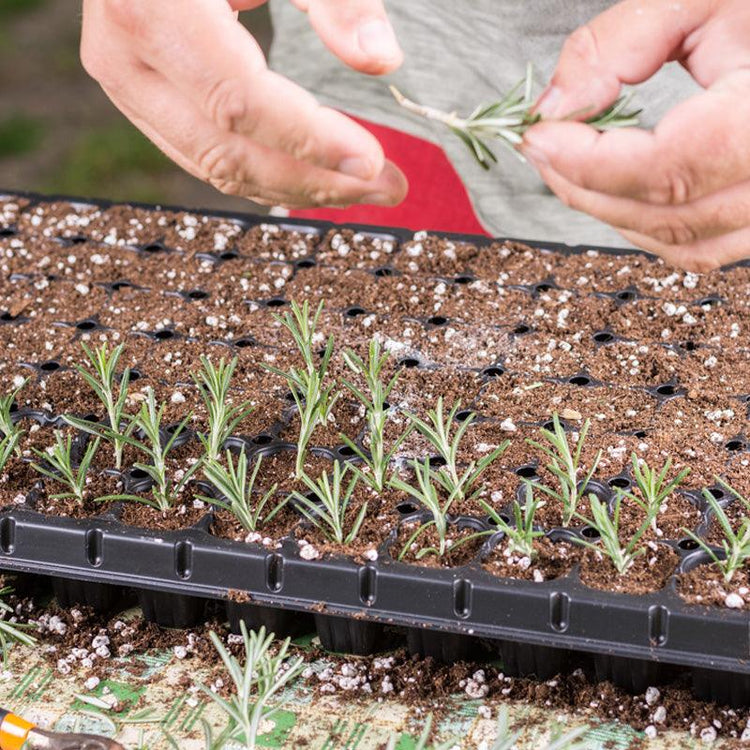 Hands sowing seeds into a plug tray