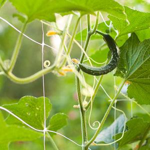 Cucumber vines and blossoms climbing white garden netting