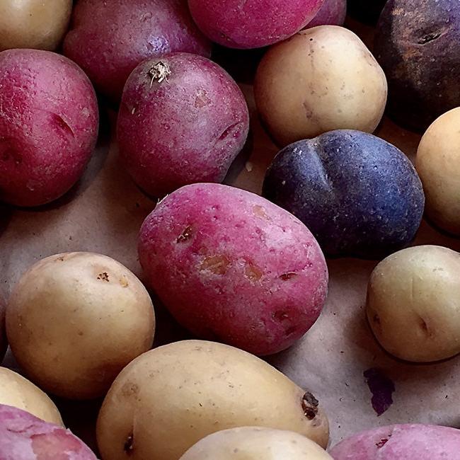 Assorted red, purple, and white seed potatoes