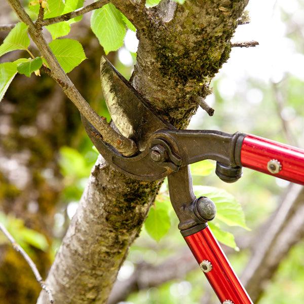 Red-handled loppers cutting a tree branch