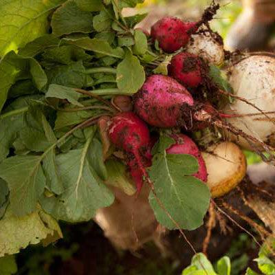 Fresh red radishes with leafy tops