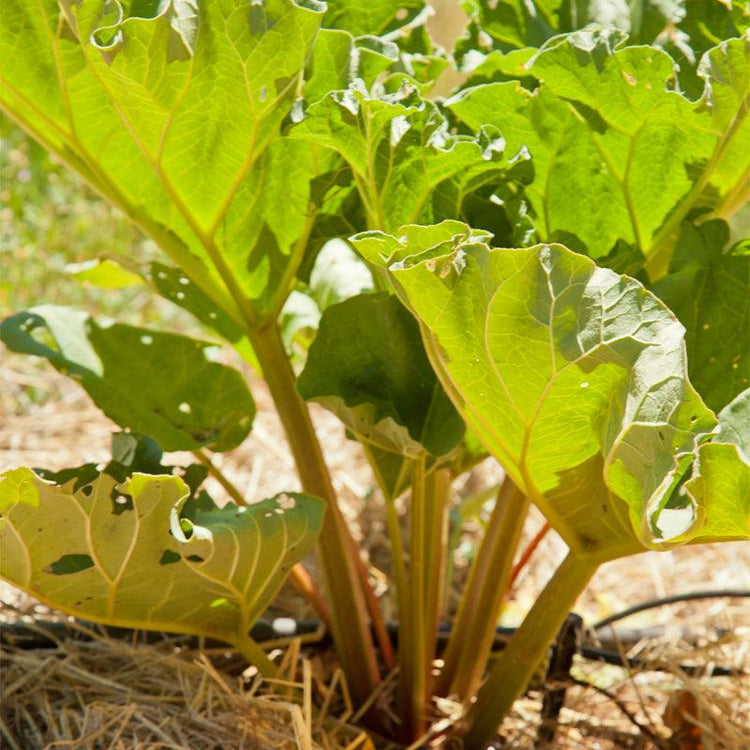 Rhubarb stalks growing in a garden