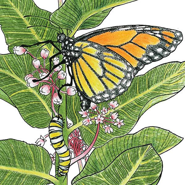 Illustration of a monarch butterfly and caterpillar on milkweed