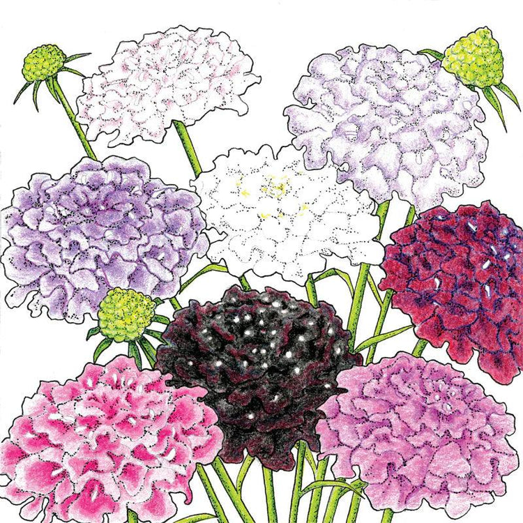 Botanical illustration of multicolored flower clusters