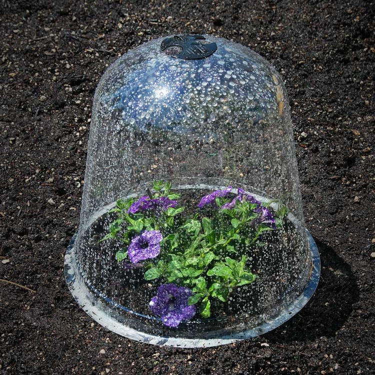 Purple flowers protected by a clear garden cloche