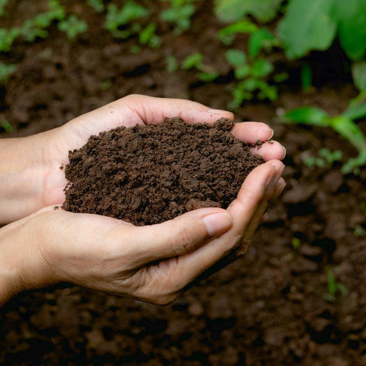 Hands holding a mound of dark soil
