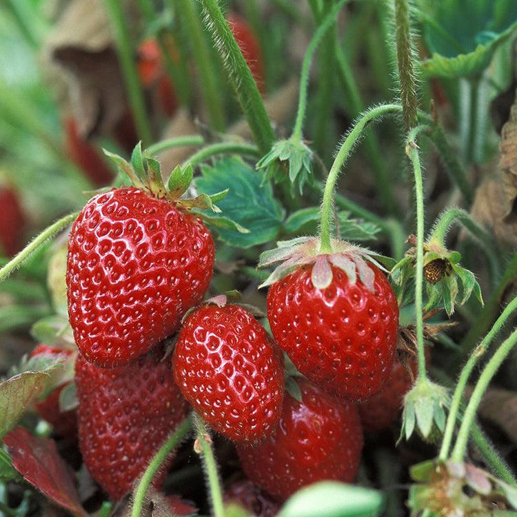 Ripe red strawberries growing on plants