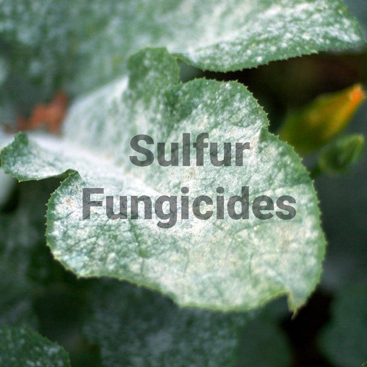 Leaf dusted with white sulfur fungicide