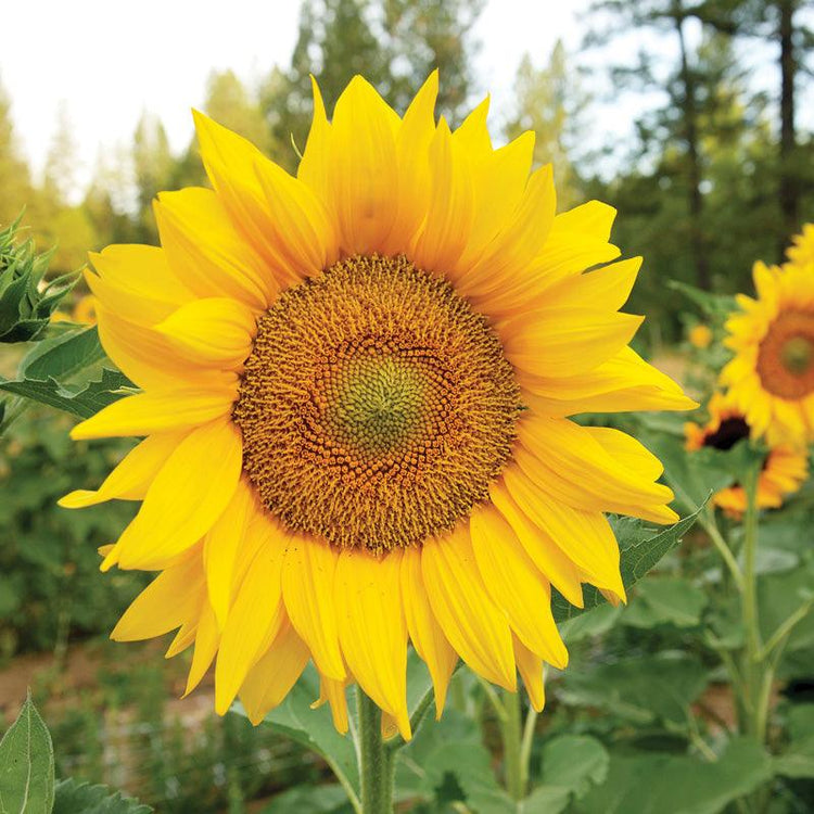 Bright yellow sunflower in bloom