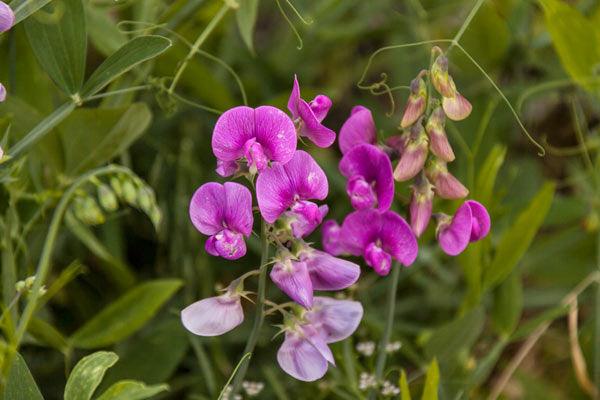 Purple sweet pea flowers on a vine