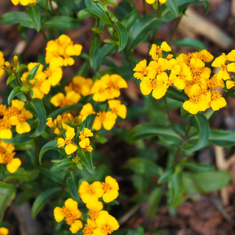 Small yellow tarragon flowers