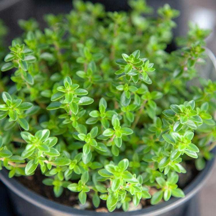 Close-up of fresh green thyme