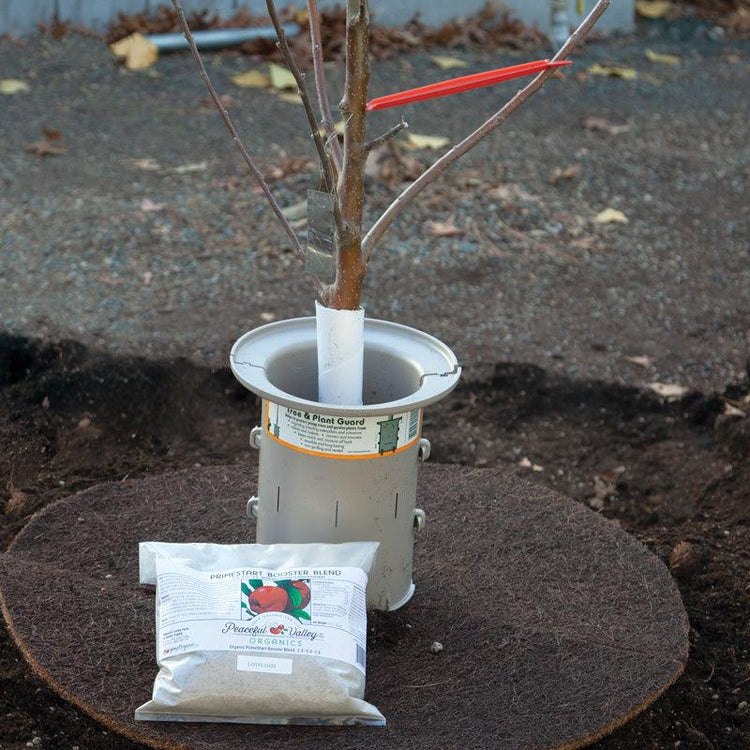 Young tree secured in a planting basin with a support collar