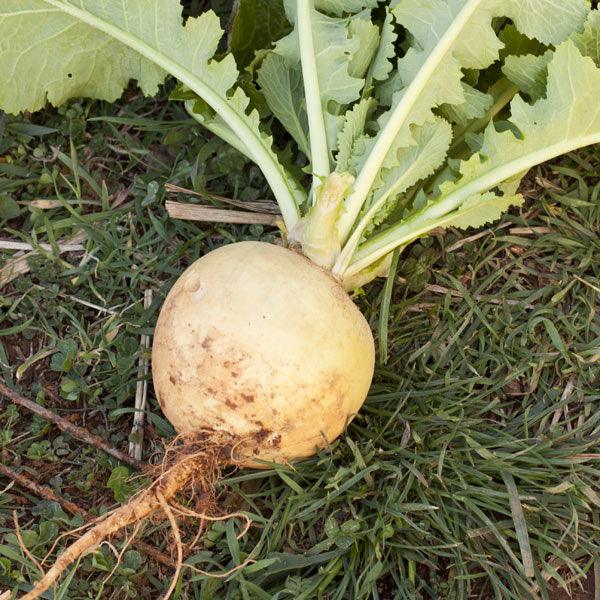 Round white turnip growing in soil