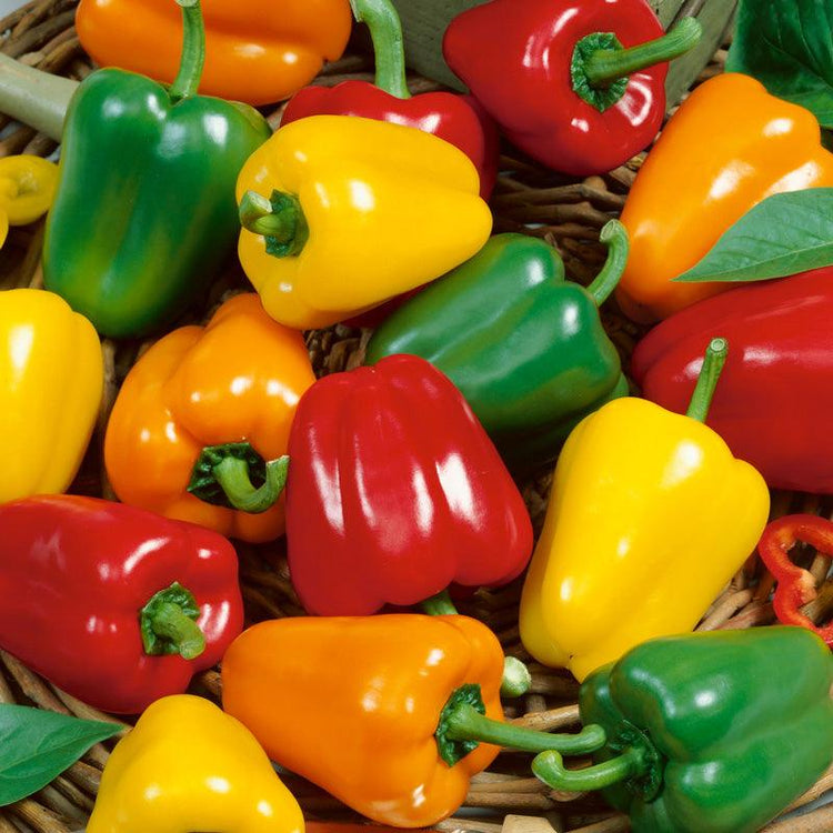 Assorted red, yellow, orange, and green peppers
