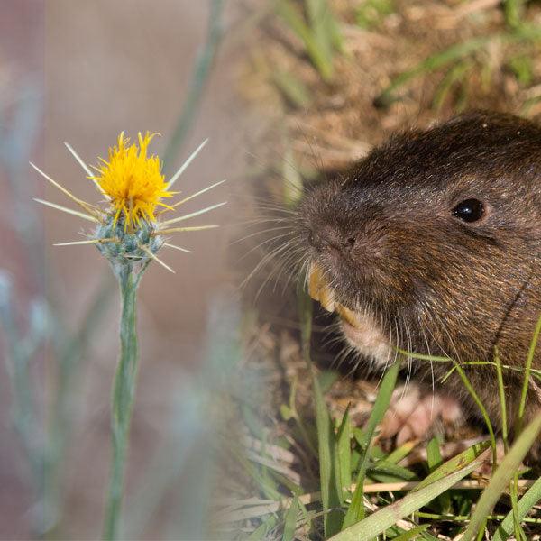 Brown rodent beside a yellow flower bud