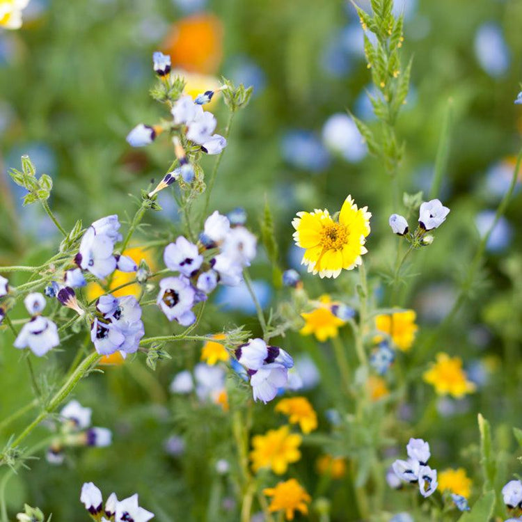 Blue, white, and yellow wildflowers in a meadow