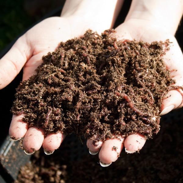 Hands holding dark worm compost