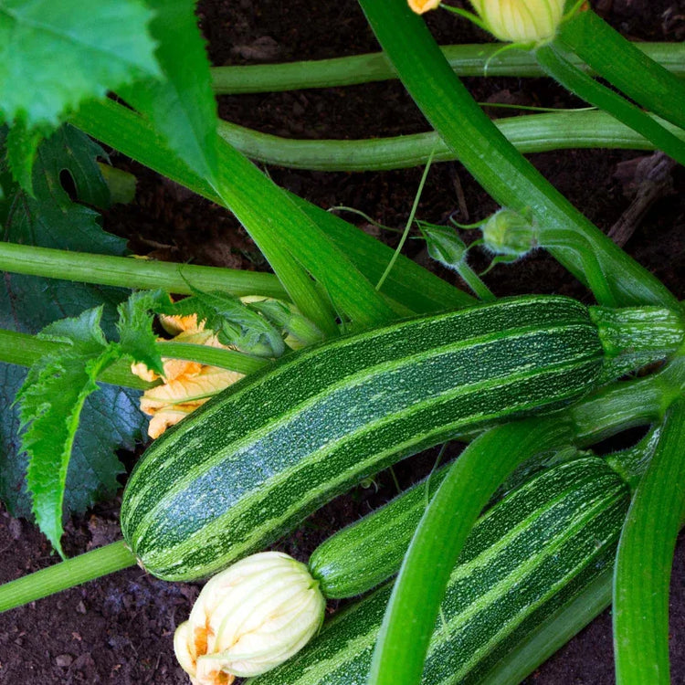 Green zucchini growing among large leaves