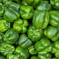 California Wonder Sweet Bell Pepper Seeds (Organic) San Diego Seed Company