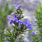 Rosemary Seeds (Organic) Southern Exposure Seed Exchange