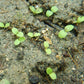Balloonflower Seeds (Organic) Strictly Medicinal