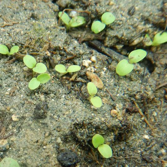 Balloonflower Seeds (Organic) Strictly Medicinal