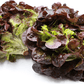 Organic Red Oakleaf Lettuce Grow Organic